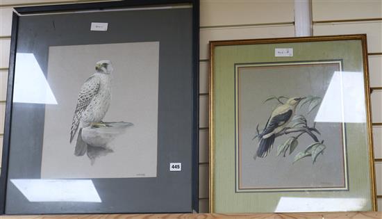 John Haywood (1936-1991), two watercolours, Snowy Eagle and Golden Oriole, signed, 34 x 27cm and 40 x 33cm